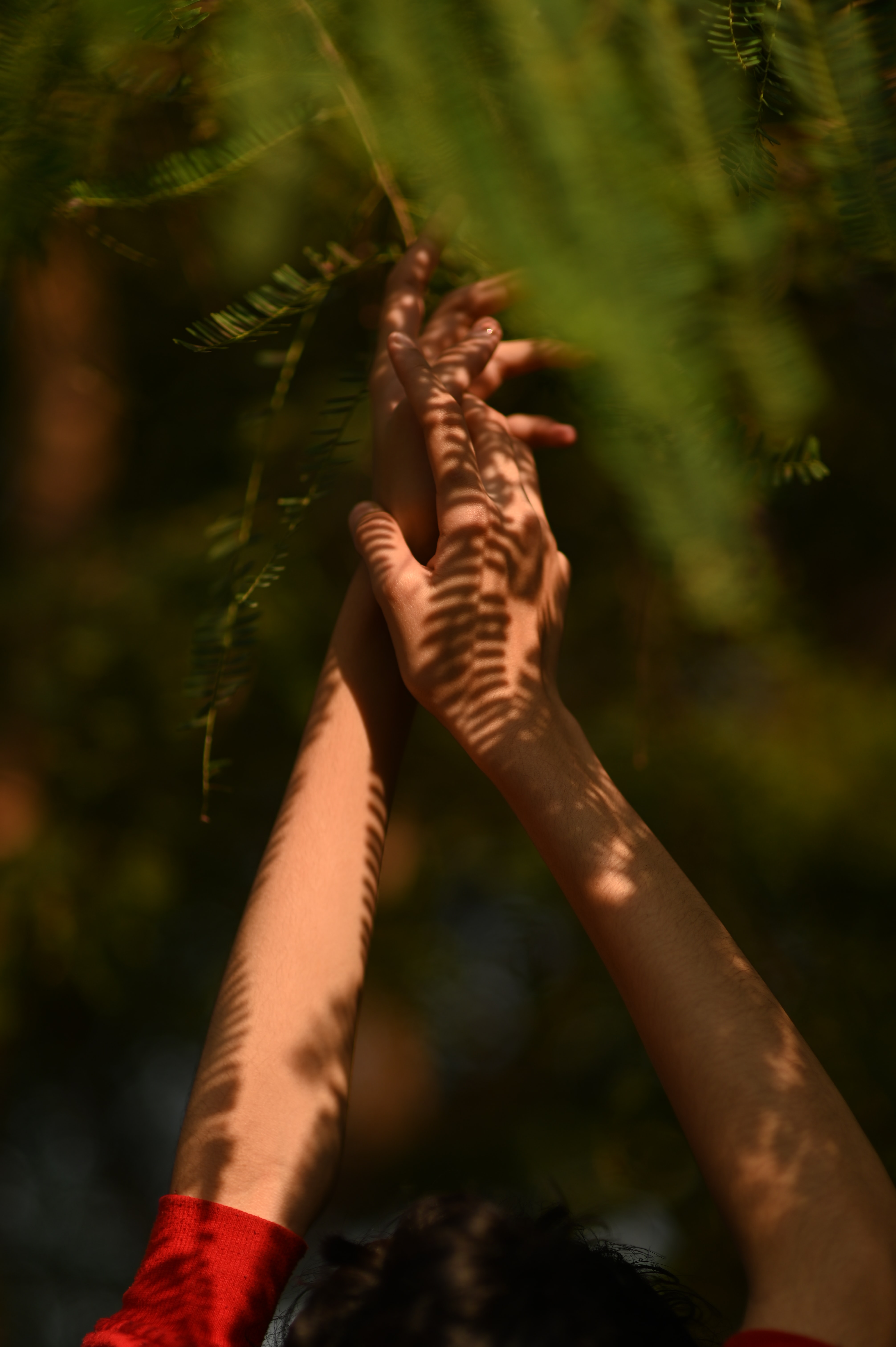 reforestacion